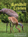 Sandhill Cranes, Family Times by Gail Diederich, Gail Diederich