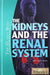 The Kidneys And The Renal System (The Human Body) by Kara Rogers