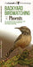 Backyard Birdwatching in Phoenix: An Introduction to Birding and Common Backyard Birds of Southern Arizona by The, Waterford Press, Pedro Fernandes