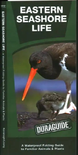 Eastern Seashore Life: A Folding Guide to Familiar Animals & Plants by Waterford Press