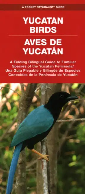 Yucatan Birds/Aves de Yucatan: A Folding Pocket Guide to Familiar Species/Una Guia Plegable Portatil de Especies Conocidas by Waterford Press, Raymond Leung