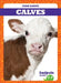 Calves by Tim Mayerling