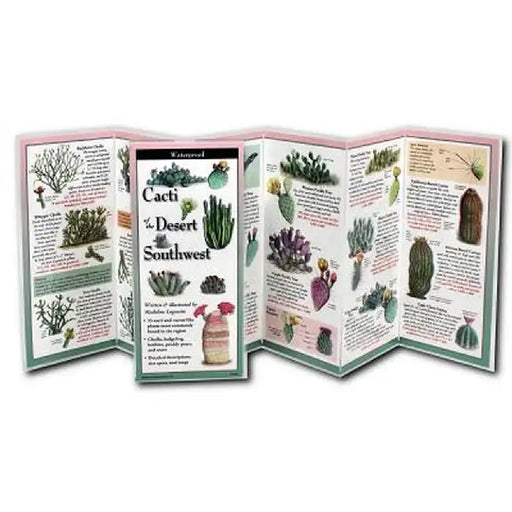 Cacti of the Desert Southwest by Madeline Logowitz