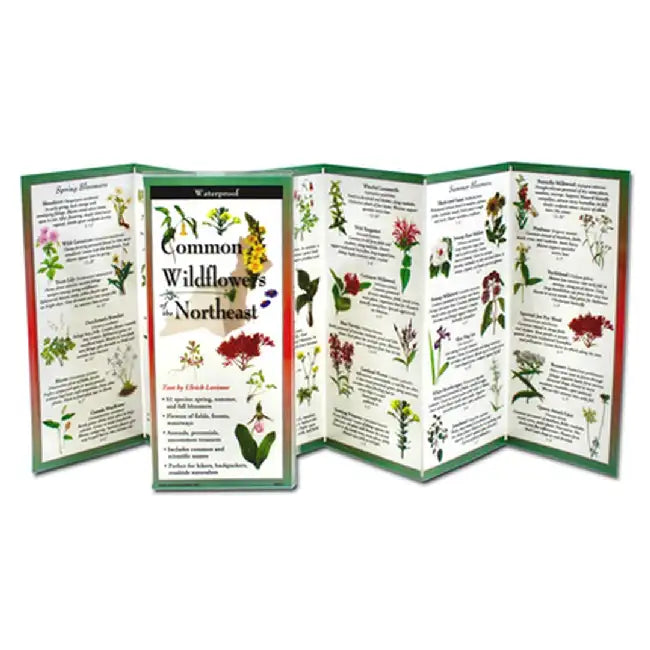 Common Wildflowers of the Northeast by Ulrich Lorimer