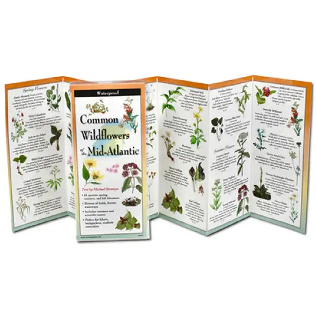 Common Wildflowers of the Mid-Atlantic by Michael Homoya