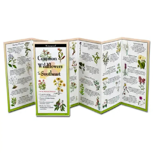 Common Wildflowers of the Southeast by Michael Homoya