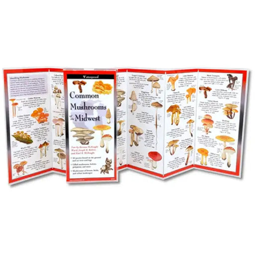 Common Mushrooms of the Midwest by Kirsten McKnight Ward