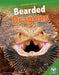 Bearded Dragons by Jody Jensen Shaffer