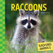 Raccoons by Kristin Petrie