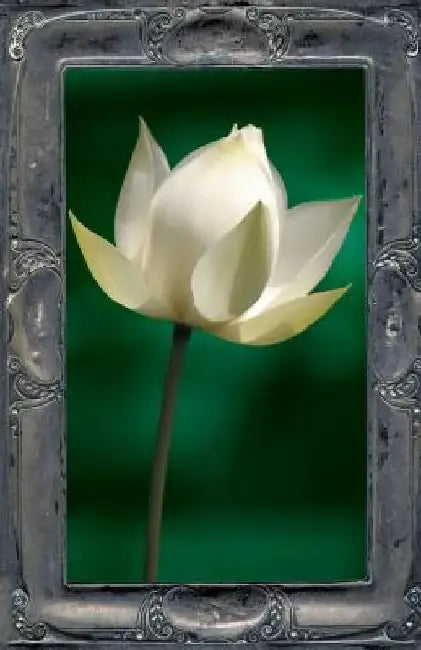 Letting the Lotus Bloom: The Expression of Soul Through Flowers by Thomas Moore