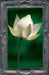 Letting the Lotus Bloom: The Expression of Soul Through Flowers by Thomas Moore
