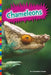Chameleons by Elizabeth Raum