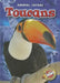 Toucans by Dana Fleming
