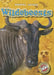 Wildebeests by Chris Bowman
