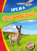 Life in a Grassland by Mandy Kaplan