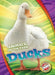 Ducks by Kari Schuetz