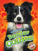 Border Collies by Rebecca Sabelko