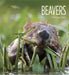 Living Wild: Beavers by Melissa Gish