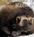 Living Wild: Wolverines by Melissa Gish