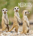 Meerkats by Melissa Gish