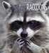 Raccoons by Melissa Gish