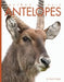 Antelopes by Kate Riggs