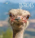 Ostriches by Melissa Gish