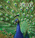Peacocks by Melissa Gish