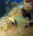Rays by Melissa Gish