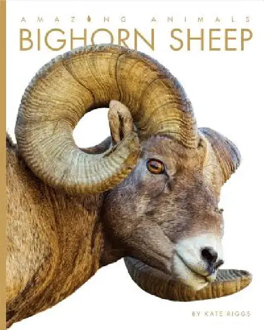Amazing Animals: Bighorn Sheep by Kate Riggs