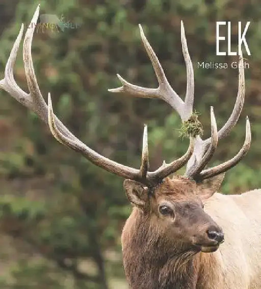 Elk by Melissa Gish