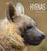 Hyenas by Melissa Gish