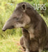 Tapirs by Melissa Gish