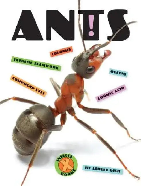 Ants by Ashley Gish