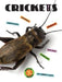 Crickets by Ashley Gish