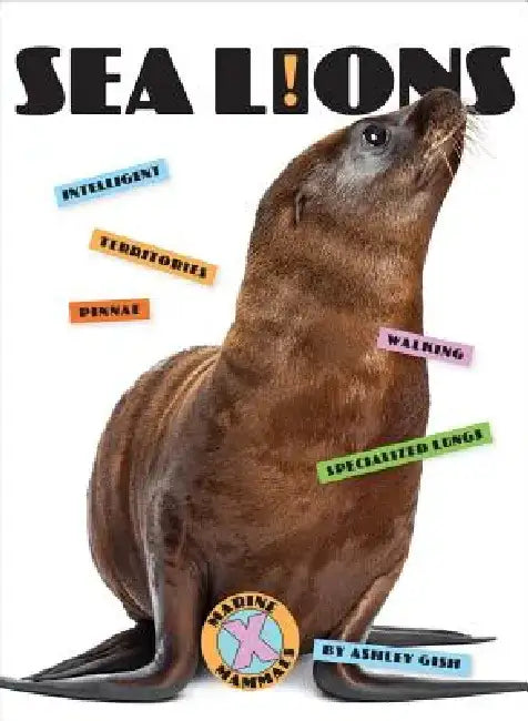 Sea Lions by Ashley Gish