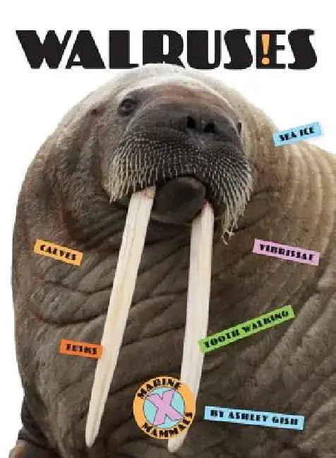 Walruses by Ashley Gish