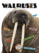 Walruses by Ashley Gish