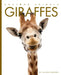 Giraffes by Valerie Bodden