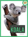 Koala by Melissa Gish