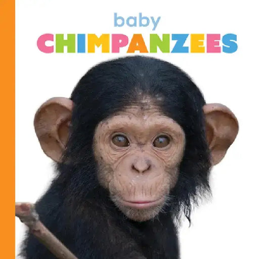 Baby Chimpanzees by Meg Greve