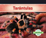 Tarantulas (Tarantula Spiders) by Claire Archer