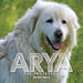 Arya by Burton Laine