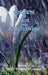 Sonnets of Pain and Forgiveness by Judith Weinshall Liberman