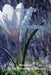 Sonnets of Pain and Forgiveness by Judith Weinshall Liberman