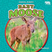 Baby Moose by Jennifer Boothroyd