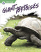 Giant Tortoises by Megan Gendell