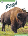 Bison by Marissa Kirkman