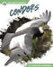 Condors by Marissa Kirkman