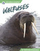 Walruses by Marissa Kirkman